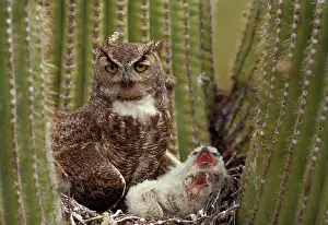 Virginianus: Great Horned Owl (Bubo virginianus) - Arizona - With young i