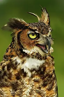 Virginianus: Great Horned Owl, Bubo virginianus, Captive