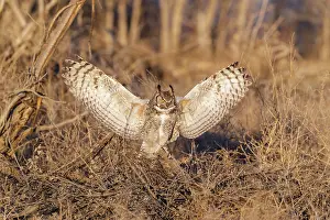 Virginianus: Great Horned Owl Bubo virginianus on the eastern Colora
