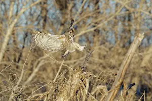 240517: Great Horned Owl Bubo virginianus on the eastern Colora