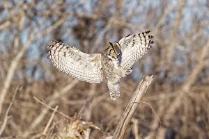 240517: Great Horned Owl Bubo virginianus on the eastern Colora