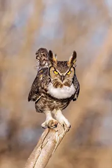 240517: Great Horned Owl Bubo virginianus hooting from his perc