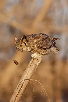 Pellets: Great Horned Owl Bubo virginianus perched in a cottonwo