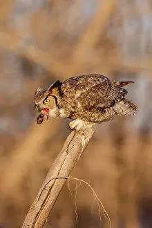 Pellets: Great Horned Owl Bubo virginianus perched in a cottonwo