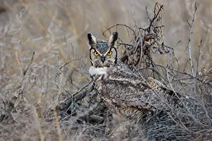 240517: Great Horned Owl Bubo virginianus perched in a cottonwo