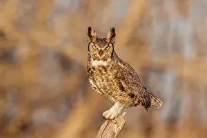240517: Great Horned Owl Bubo virginianus perched in a cottonwo