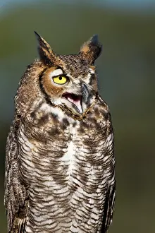Virginianus: Great Horned Owl (Bubo virginianus) resting