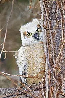 Branching: Great Horned Owl - Chick branching out from nest