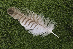 Parts: Great Horned Owl Feather