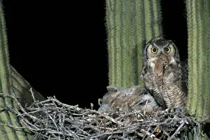 Owlets: Great Horned Owl Feeding Young
