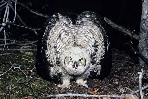 Stance: Great Horned Owl - flightless youngster on ground