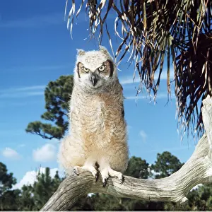 Donna Dickson: Great Horned Owl - juvenile, 50 days old