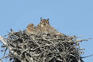150617: Great Horned Owl nest