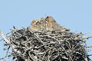150617: Great Horned Owl nest