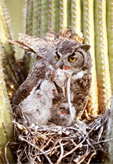 Saguaro: GREAT HORNED OWL - on nest in Saguaro cactus with