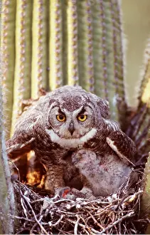 Saguaro: GREAT HORNED OWL - at nest in Saguaro cactus with chicks