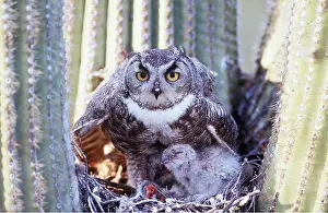 Saguaro: GREAT HORNED OWL - on nest, with young, on saguaro cactus