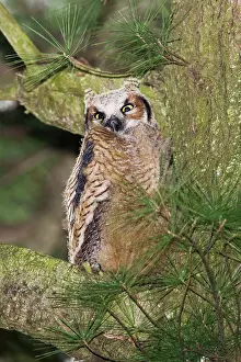 Fledged: Great Horned Owl - newly fledged chick