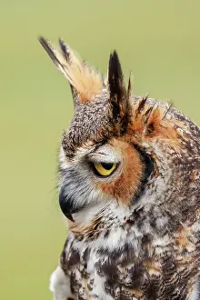 Horned: Great horned owl portrait