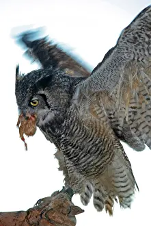 Falconry: Great Horned Owl - with prey