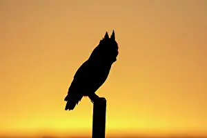 Horned: Great Horned Owl - silhouette