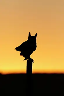 Horned: Great Horned Owl - silhouette