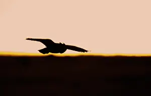 Horned: Great Horned Owl - silhouette in flight