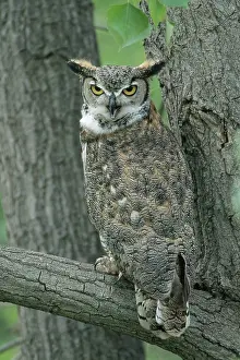 Populus: Great Horned Owl in Spring