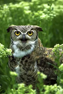 Intelligence: Great horned owl in spring wildflowers