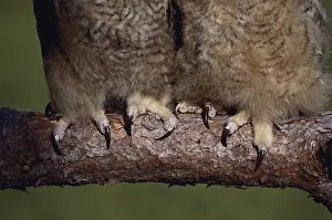 Talon: Great Horned Owl Talons