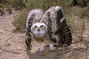 Tactic: Great Horned Owlet
