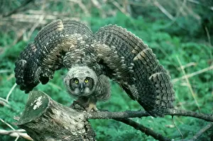 Tactic: Great Horned Owlet