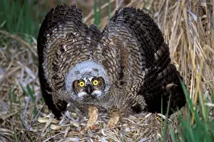 Agression: Great Horned Owlet few weeks old, displaying feathers