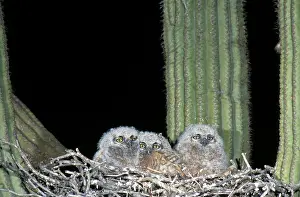 Owlets: Great Horned Owlets