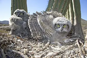 Owlet: Great Horned Owlets