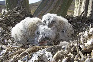 Owlet: Great Horned Owlets