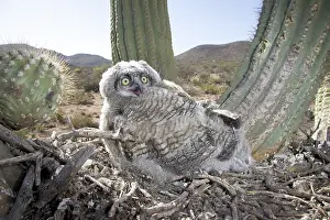 Owlet: Great Horned Owlets