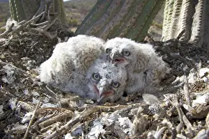 Owlet: Great Horned Owlets