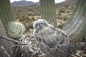 Owlet: Great Horned Owlets