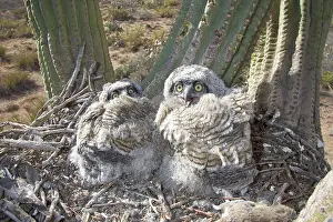 Owlet: Great Horned Owlets