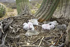 Owlet: Great Horned Owlets