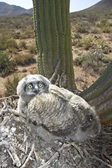 Owlet: Great Horned Owlets