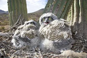 Owlet: Great Horned Owlets