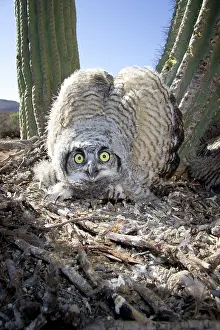 Tactic: Great Horned Owlets