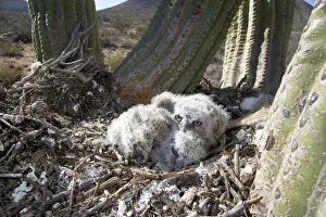 Owlet: Great Horned Owlets