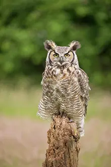Virginianus: Great horned owls (Bubo virginianus), American Eagle