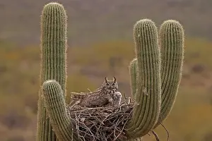 Saguaro: great horned owls (Bubo virginianus), in nest in saguaro cac