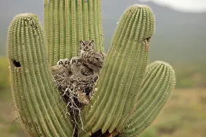 Gigantea: great horned owls, (Bubo virginianus), in nest in