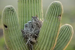 Gigantea: great horned owls, (Bubo virginianus), in nest in