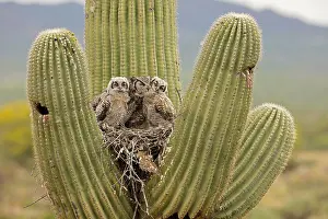 090919: great horned owls, (Bubo virginianus), in nest in